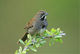 Five-striped Sparrow